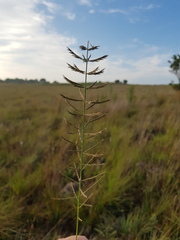 Pogonarthria squarrosa