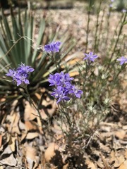 Eriastrum densifolium