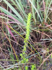 Crassula lanceolata transvaalensis