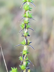 Crassula lanceolata transvaalensis