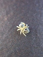 Maratus hesperus