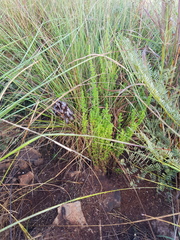 Crassula lanceolata transvaalensis