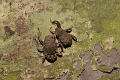 Hexymus australis