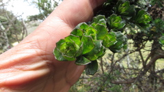 Baccharis tricuneata