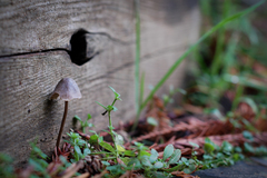 Mycena alcalina