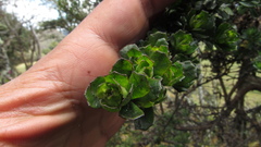 Baccharis tricuneata