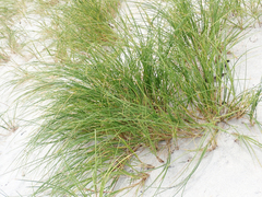Poa chathamica