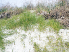 Poa chathamica