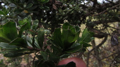 Baccharis tricuneata