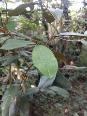 Quadrella odoratissima