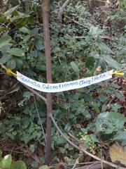 Quadrella odoratissima