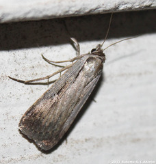Tathorhynchus exsiccata
