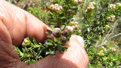 Baccharis tricuneata