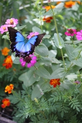 Papilio montrouzieri