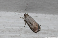 Tathorhynchus exsiccata