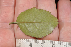 Alseuosmia banksii