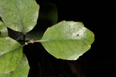 Alseuosmia banksii