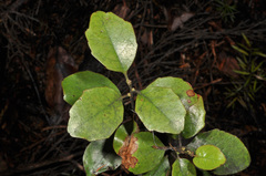 Alseuosmia banksii