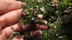 Baccharis tricuneata
