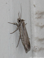 Tathorhynchus exsiccata