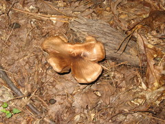 Tricholoma pessundatum