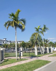 Ptychosperma elegans