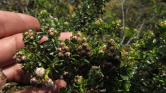 Baccharis tricuneata