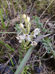 Habenaria monorrhiza