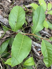 Celastrus subspicatus