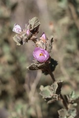 Malacothamnus marrubioides