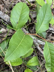 Celastrus subspicatus