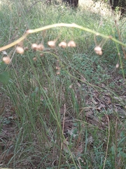 Arthropodium milleflorum