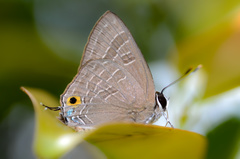 Deudorix epijarbas cinnabarus