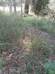 Arthropodium milleflorum