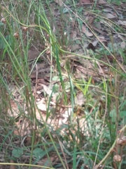 Arthropodium milleflorum