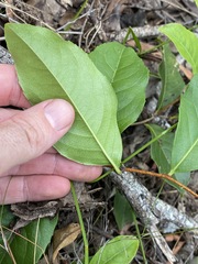 Celastrus subspicatus