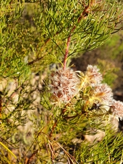 Serruria rosea
