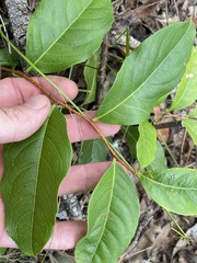 Celastrus subspicatus