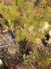 Serruria rosea