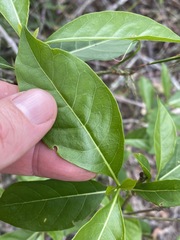 Pavetta australiensis