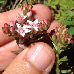 Sedum goldmanii