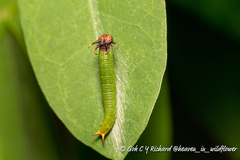 Polyura schreiber
