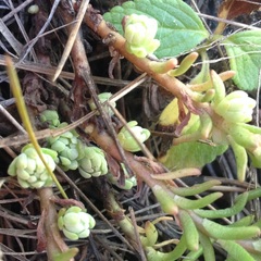Sedum goldmanii