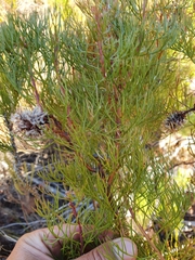 Serruria rosea