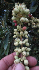 Gaiadendron punctatum