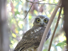 Ninox boobook boobook