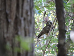 Ninox boobook boobook