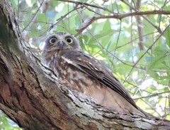 Ninox boobook boobook