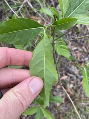 Pavetta australiensis