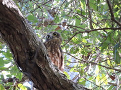 Ninox boobook boobook